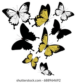 black,gold,white  butterfly, isolated on a white