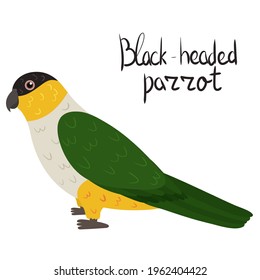 Black-headed parrot in cartoon style on white background. Vector hand drawn illustration. Pionites melanocephalus.