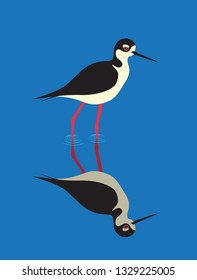 Black-necked Stilt bird (Himantopus mexicanus)