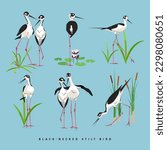 Black-necked Stilt bird vector illustration isolated on blue background