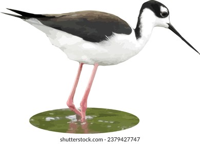 Schwarz-Hals-Stilt (Himantopus mexicanus) Shoreird einzeln