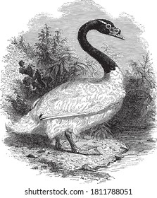 Black-necked swan, From the Dictionary of Word and Things, 1888.