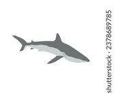 The blacknose shark, Carcharhinus acronotus high quality vector design transparent background