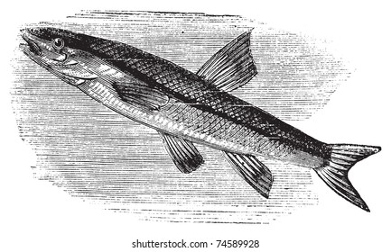 Daza de nariz negra, rhinichthys atratulus o argyreus atronasus antiguo grabado. Vieja ilustración grabada, en vector, de un pez de cabeza negra en el agua.