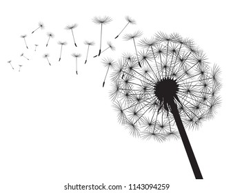 Blacksilhouette Dandelions and white background. Vector Illustration.