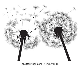 Blacksilhouette Dandelions and white background. Vector Illustration.