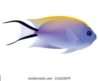 Blackspot Angelfish 
