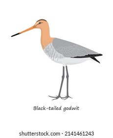 Black-tailed godwit isolated on white background. Vector illustration