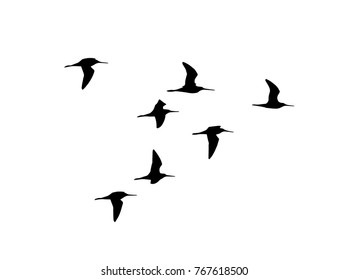 Black-tailed godwit (Limosa limosa) in flight. Vector silhouette a flock of birds 