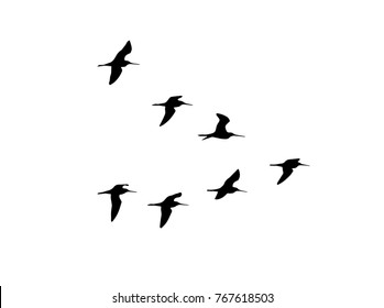 Black-tailed godwit (Limosa limosa) in flight. Vector silhouette a flock of birds 