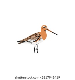 Black-tailed Godwit Shorebird Vector Illustration Isolated on White Background for Wildlife Design