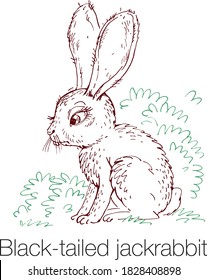 Black-tailed jackrabbit hand drawn vector illustration. Linear engraved art