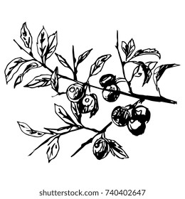 Blackthorn bough with fruits. Isolated vector based on hand drawn black ink sketch.