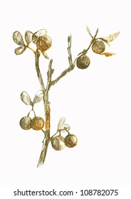 blackthorn - hand drawing converted to a vector