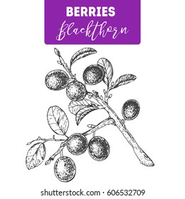 Blackthorn hand drawn vector illustration set. Engraved food image.
