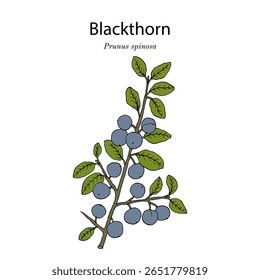 Blackthorn ou abrunho (Prunus spinosa), planta comestível e medicinal. Ilustração vetorial botânica desenhada à mão