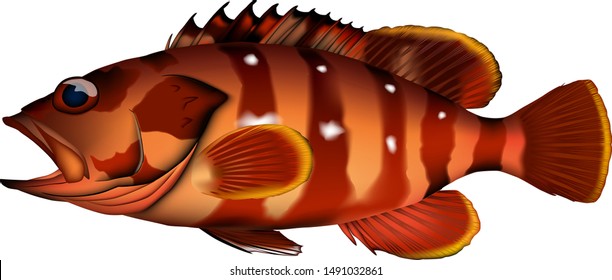'Blacktip grouper' fish illustration. Vector EPS format.