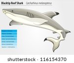 Blacktip reef shark - Carcharhinus melanopterus