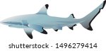 blacktip reef shark, Carcharhinus melanopterus, Demersal, Marine Fish  - Vector 