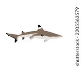 The blacktip reef shark, Carcharhinus melanopterus is member of family Carcharhinidae and recognizable by black fin tips with white highlights