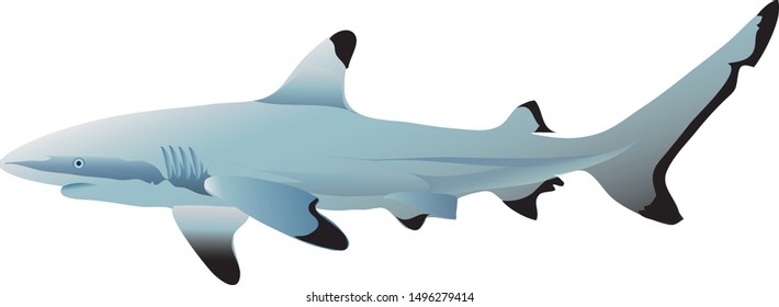 blacktip reef shark, Carcharhinus melanopterus, Demersal, Marine Fish  - Vector 