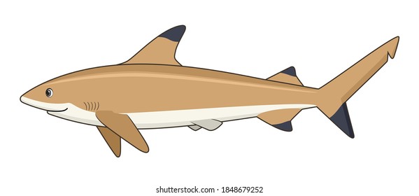 Blacktip reef shark fish on a white background. Cartoon style vector illustration