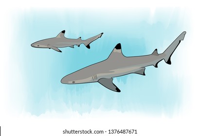 Blacktip Reef Sharks 