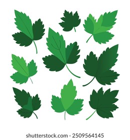 
Folhas de Blackurrant definir ilustração vetor plana isolada no fundo branco.