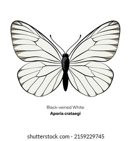 Black-veined white butterfly, Aporia crataegi, vector illustration