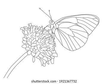 Black-veined White butterfly on a flower of Field Scabious. Line drawing in vector