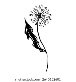 Black-white brush decorative dandelion printable sketchy art. Boho floral hand drawn vector illustrations on abstract background wall poster decor for home, interior design element. Contemporary