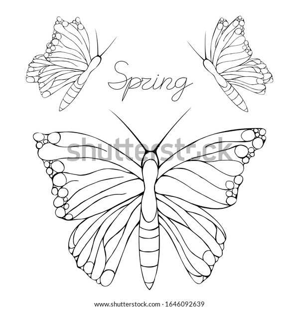 Papillons Noir Blanc Avec Ailes Ouvertes Sur Image Vectorielle De Stock Libre De Droits