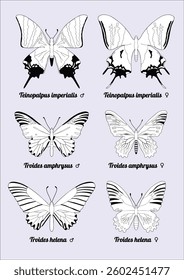 A black-white butterfly illustration featuring three species: Teinopalpus imperialis, Troides amphrysus, and Troides helena, with male and female differences. Ideal for coloring and educational use.
