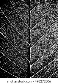 Black-white closeup leaf texture. Natural stylish background. Nature vector illustration.