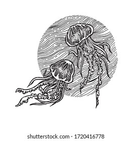 Black-white drawing of jellyfish. Vector graphics. Hand drawn illustration.