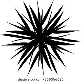 Blackwhite star knife blade light sketch flower