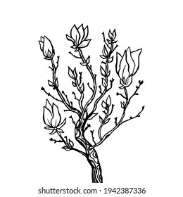 Magnolia Tree Sketch Images Stock Photos Vectors Shutterstock