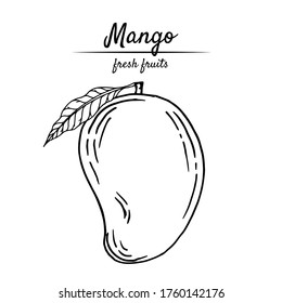 Black-white vector illustration of tropical mango fruit on a white background. Hand-drawn in retro style. For menus, restaurants, brochures, decor of healthy food items.