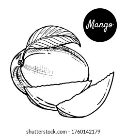 Black-white vector illustration of tropical mango fruit on a white background. Hand-drawn in retro style. For menus, restaurants, brochures, decor of healthy food items.