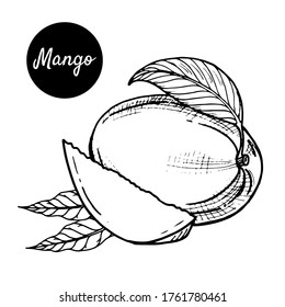 Black-white vector illustration of tropical mango fruit on a white background. Hand-drawn in retro style. For menus, restaurants, brochures, decor of healthy food items.