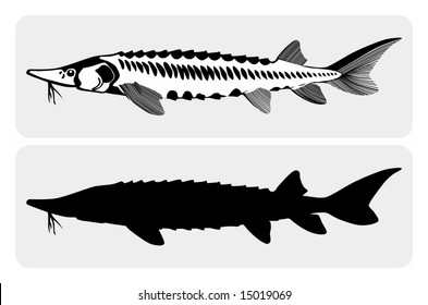 Black-white vector image of a lake sturgeon, can use as symbol.