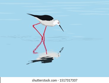 The black-winged stilt (Himantopus himantopus) is a widely distributed very long-legged wader