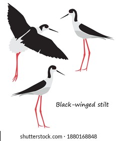 Black-winged stilt on white background. Vector illustration