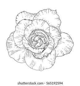Blackwork tattoo flash. Rose flower. Highly detailed vector illustration isolated on white. Tattoo design, mystic symbol. New school dotwork. Boho design. Print, posters, t-shirts and textiles