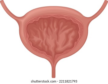 The bladder. Anatomy of the human bladder. The internal organ of a person. Vector illustration isolated on a white background. Medicine