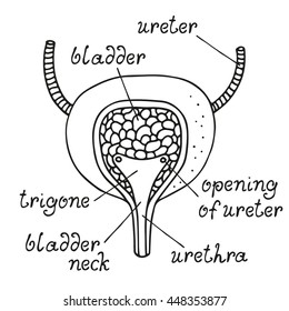 Bladder anatomy illustration, human internal organ, section