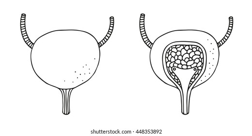 Bladder anatomy illustration, isolated on white background