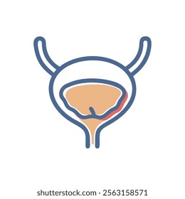 Bladder Anatomy Overview Design Illustration
