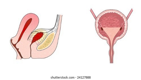 Bladder anatomy and relation to uterus