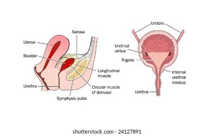 Bladder Anatomy And Relation To Uterus - Labeled